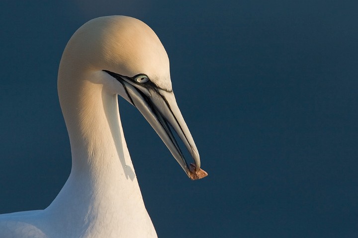 Basstlpel Morus bassanus Northern Gannet